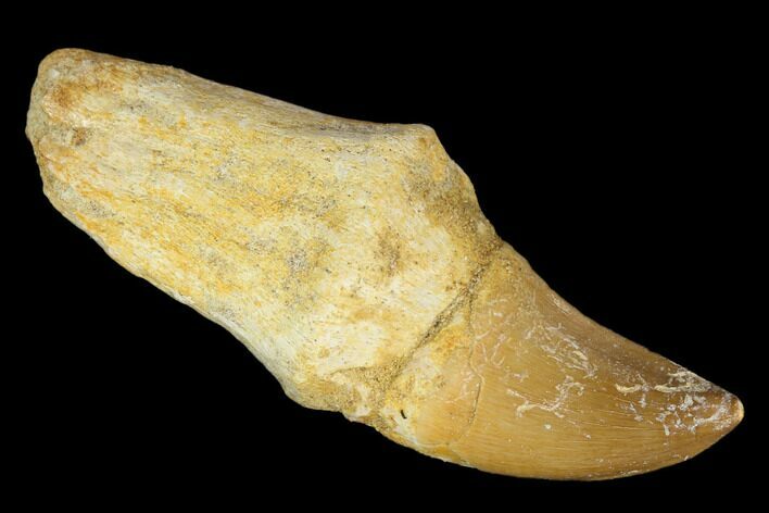Fossil Rooted Mosasaur (Prognathodon) Tooth - Morocco #116974